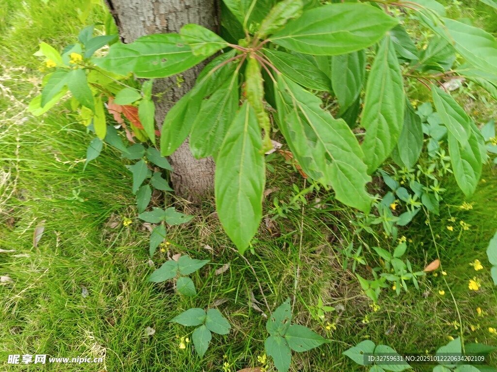 树下绿植特写