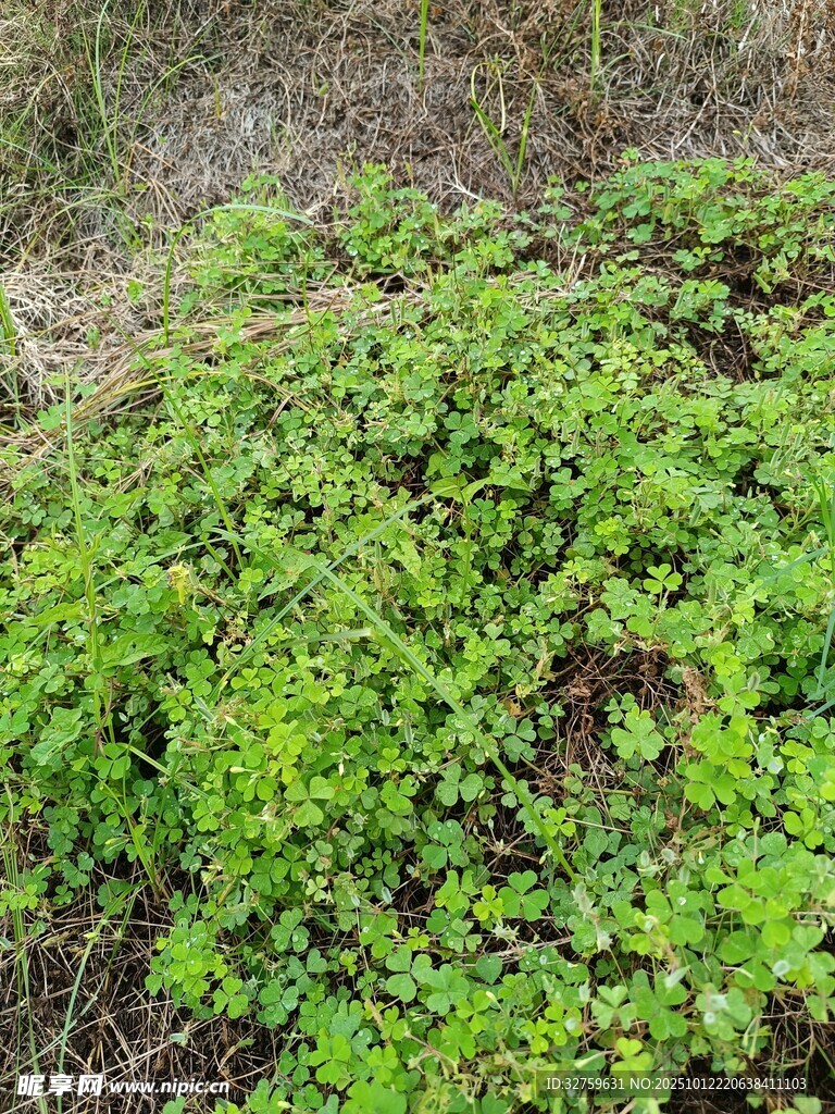 翠绿繁茂的地面植物群落