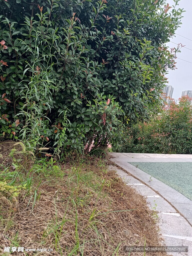 路边绿树环绕的宁静场景