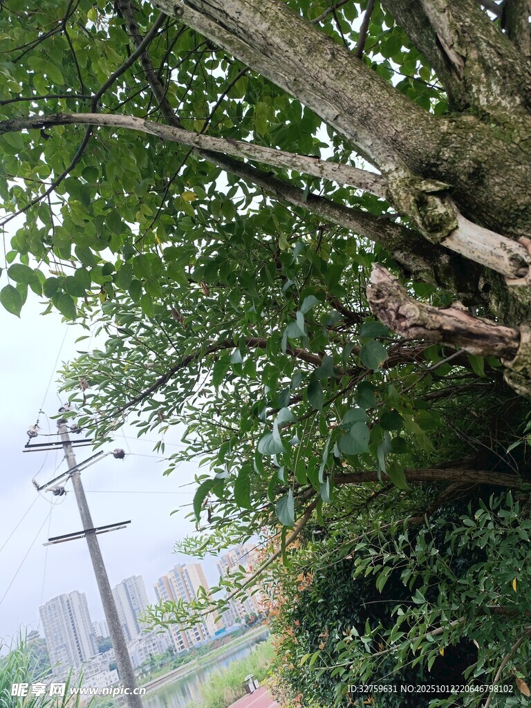林间绿荫下的自然景致