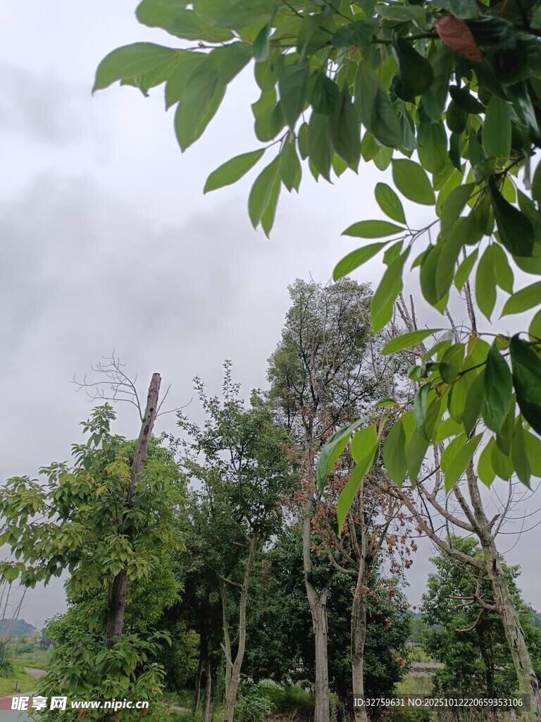 雨中树林景象