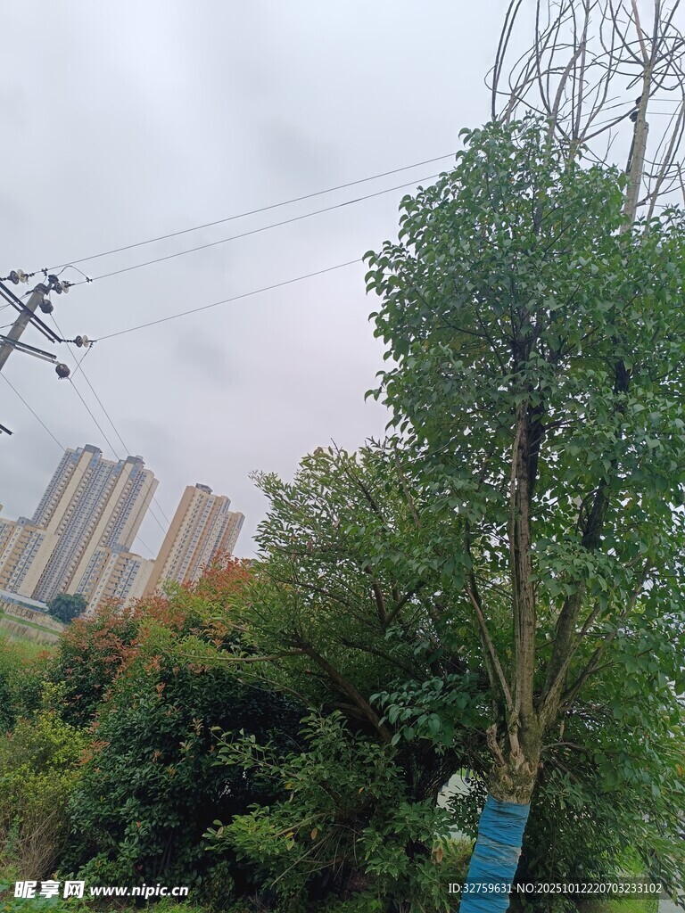 城市中葱郁树木与高楼