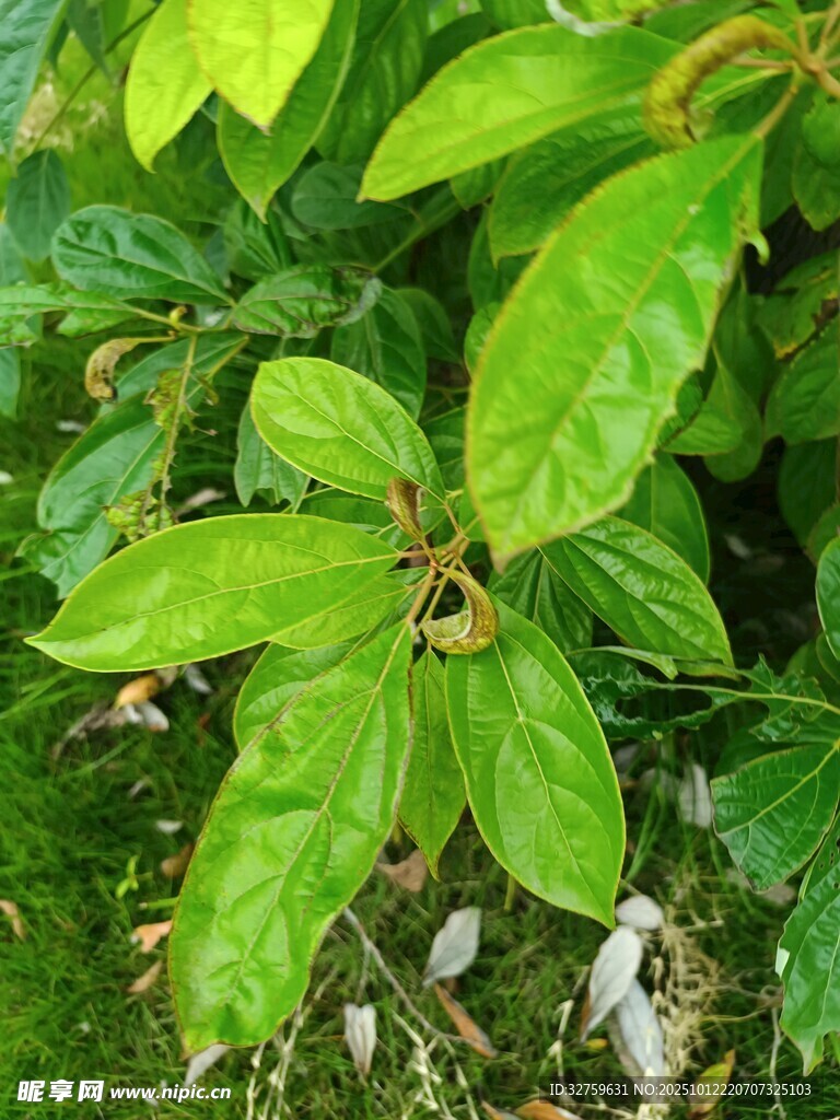翠绿生机勃勃的植物叶片