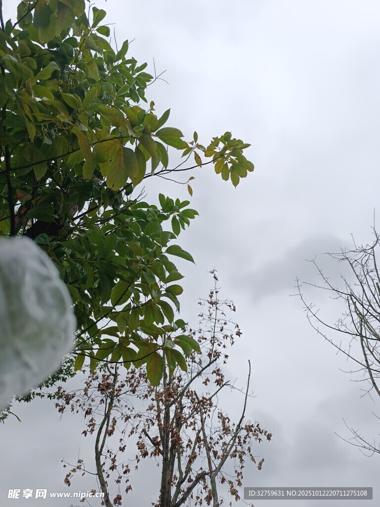 雨中枝叶与透明泡泡