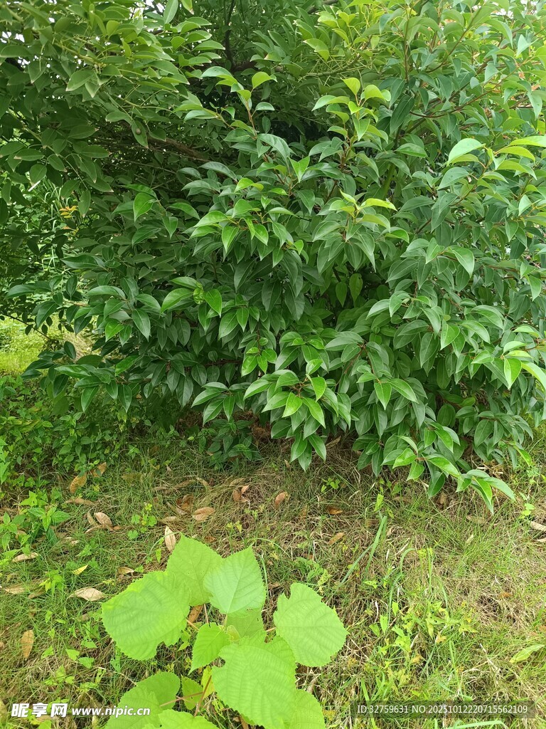 繁茂绿植
