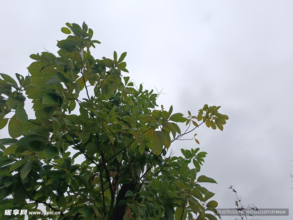 绿叶繁茂的树木