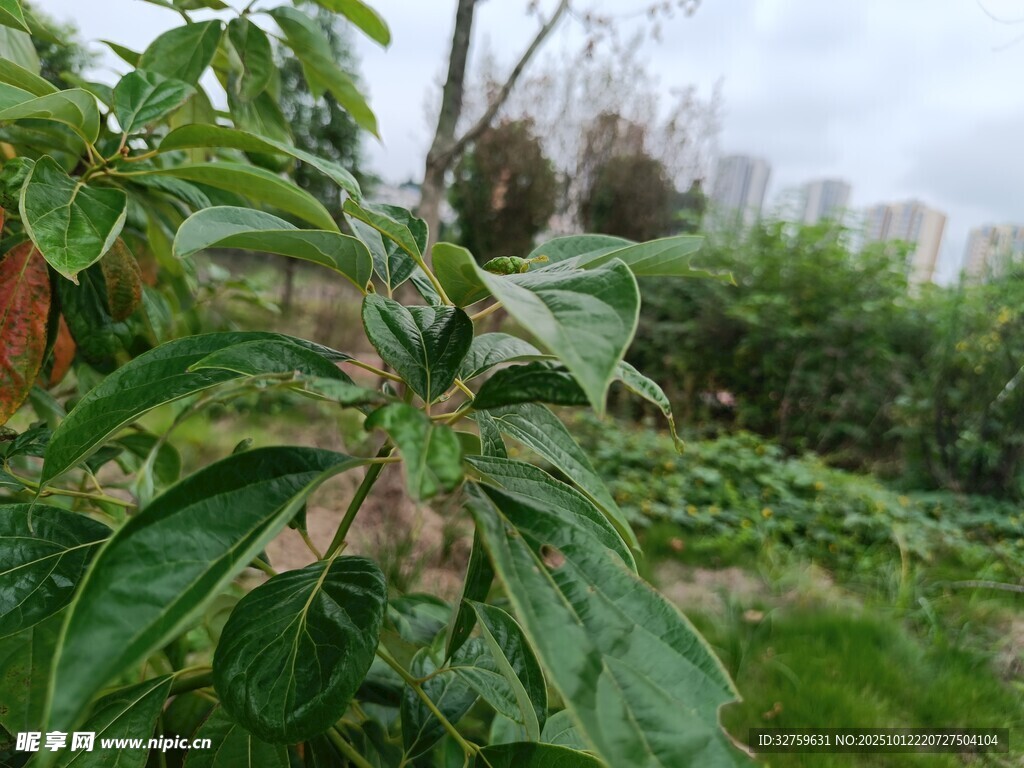 染病的绿植叶片