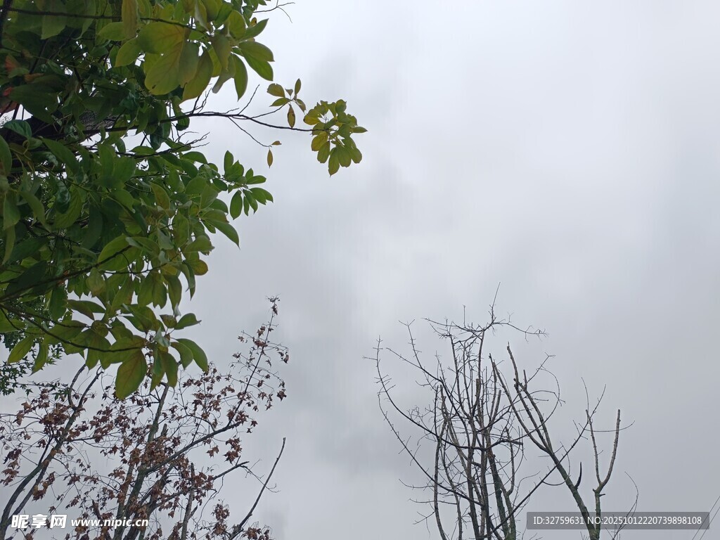 树梢与天空的自然景致