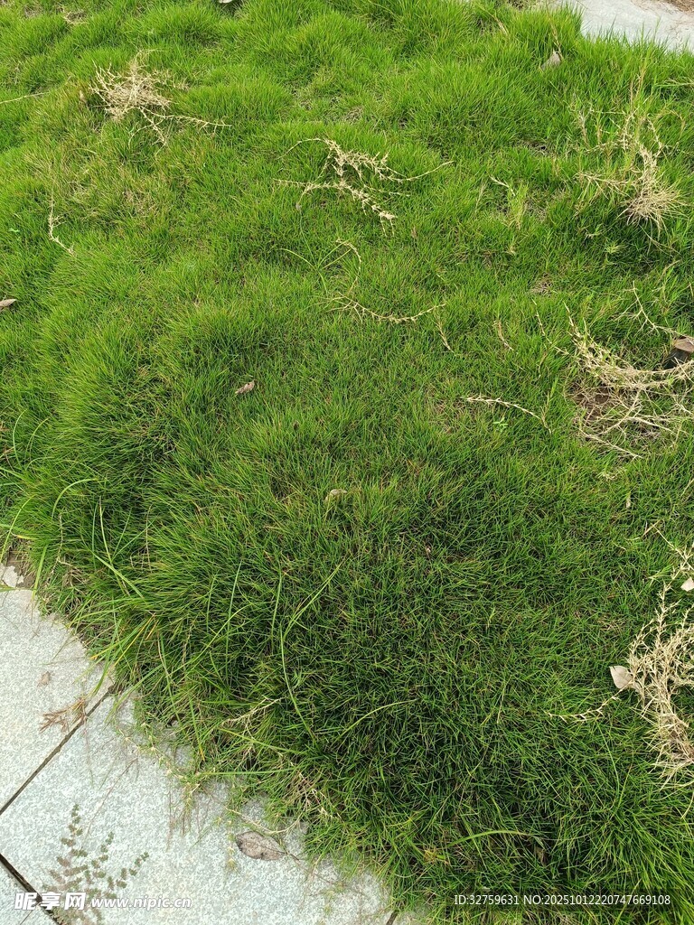 路边翠绿茂盛的青草