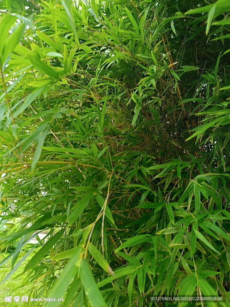 翠绿竹林景致