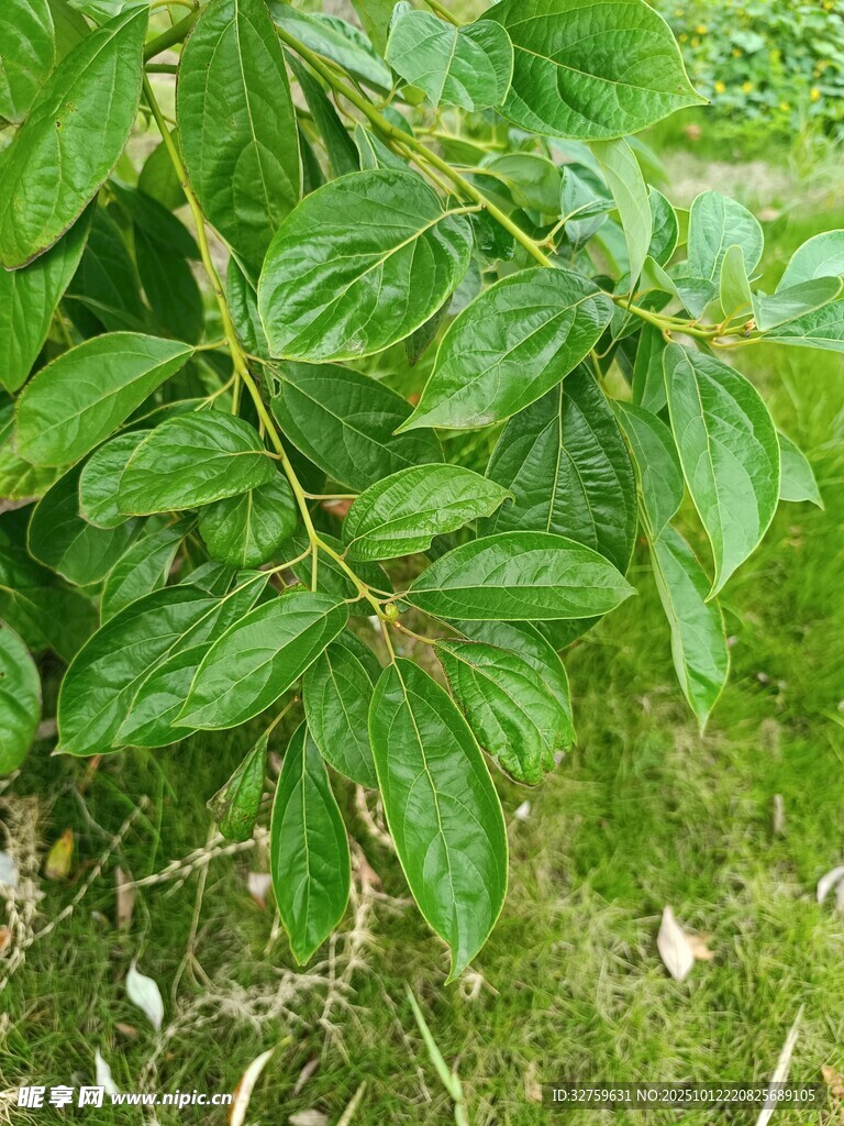 翠绿枝叶的植物特写