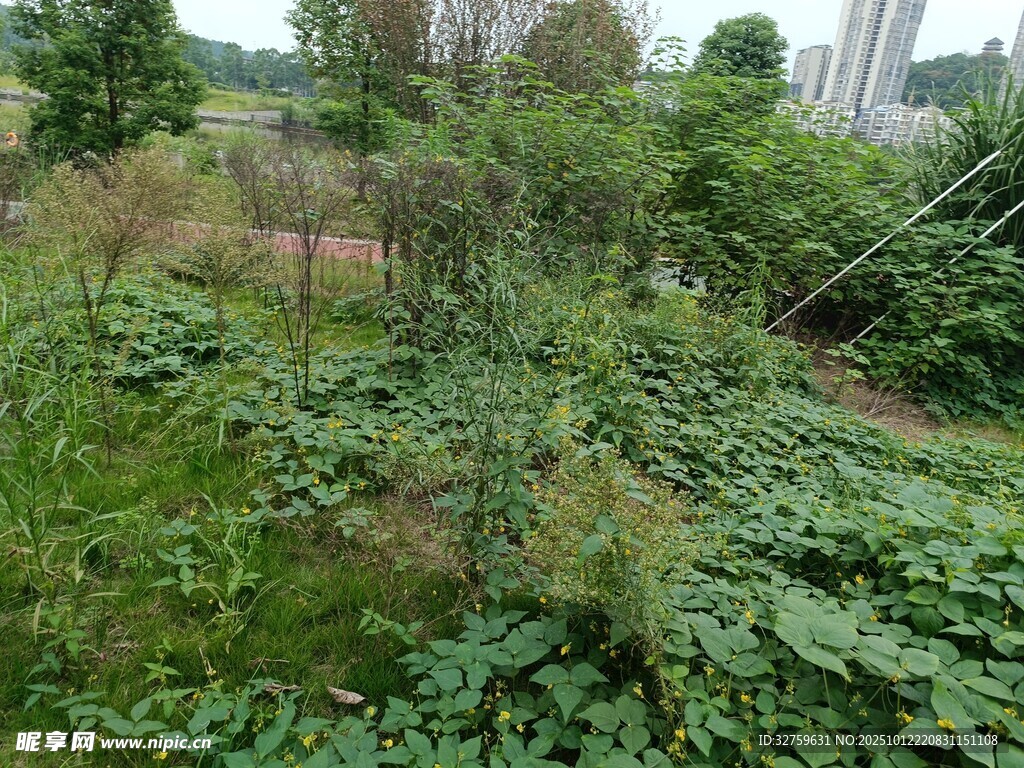 绿意盎然的田园植物景观