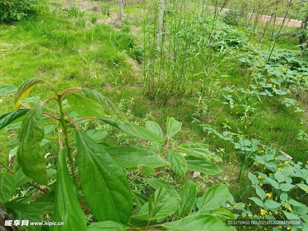 野外繁茂绿植景观