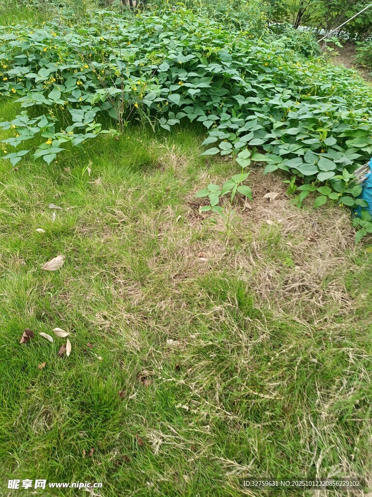 野外草地与绿植景观