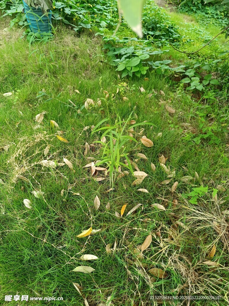 绿意盎然的草地景观