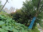 城市绿植景观中的蓝色护树带