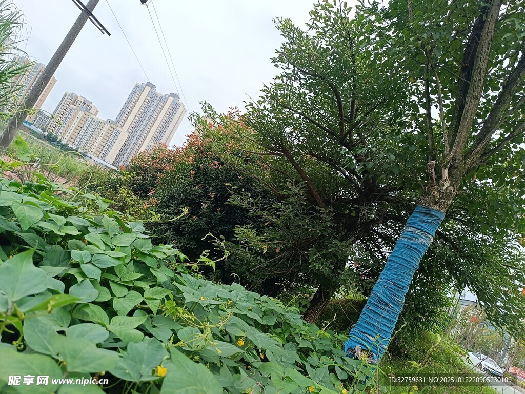 城市绿植景观中的蓝色护树带
