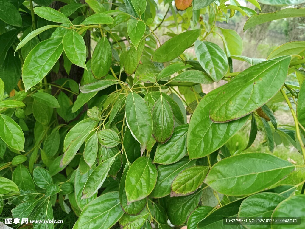 绿叶繁茂的植物景象