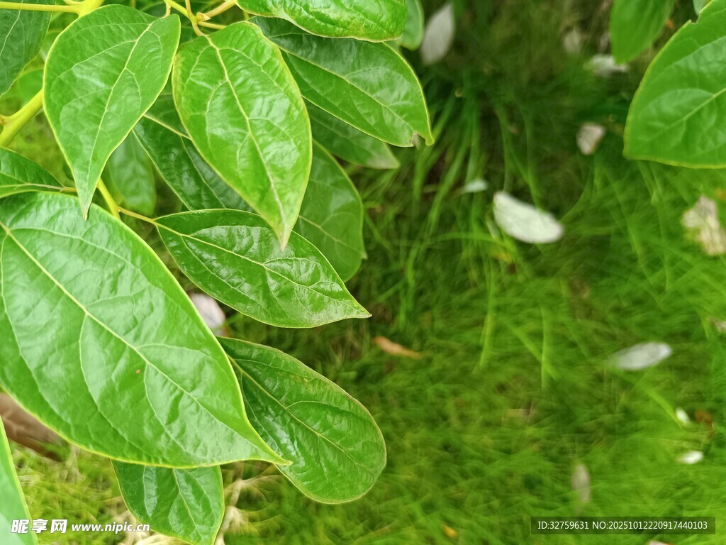 绿叶间的清新自然景象