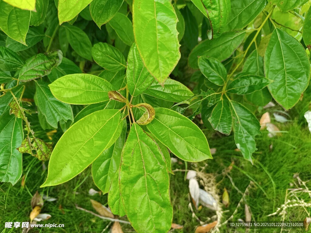 翠绿叶片的生机植物