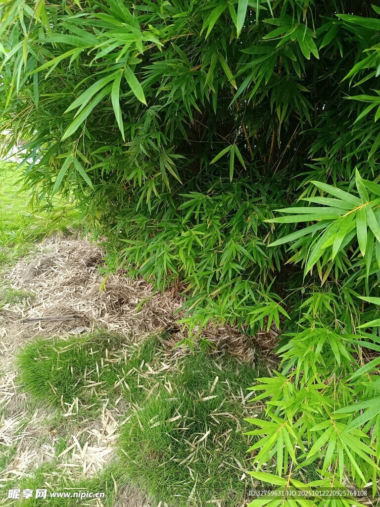 翠绿竹林一角