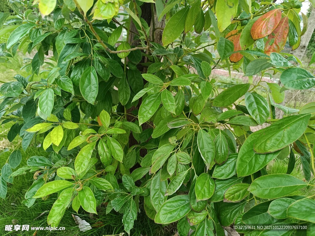 绿叶繁茂的植物景观