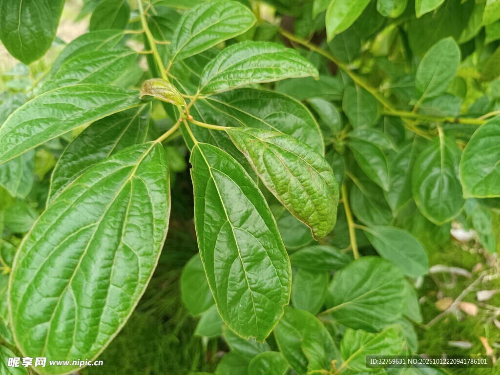 翠绿叶片的植物特写