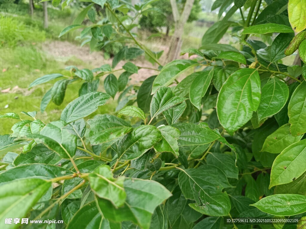 绿叶繁茂的植物景观