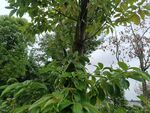 繁茂绿树