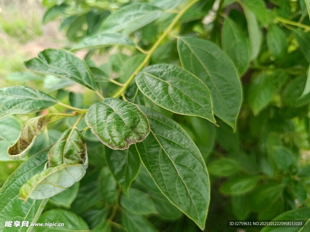 绿叶繁茂的植物特写