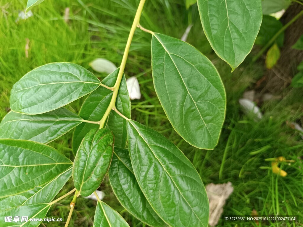 翠绿枝叶特写