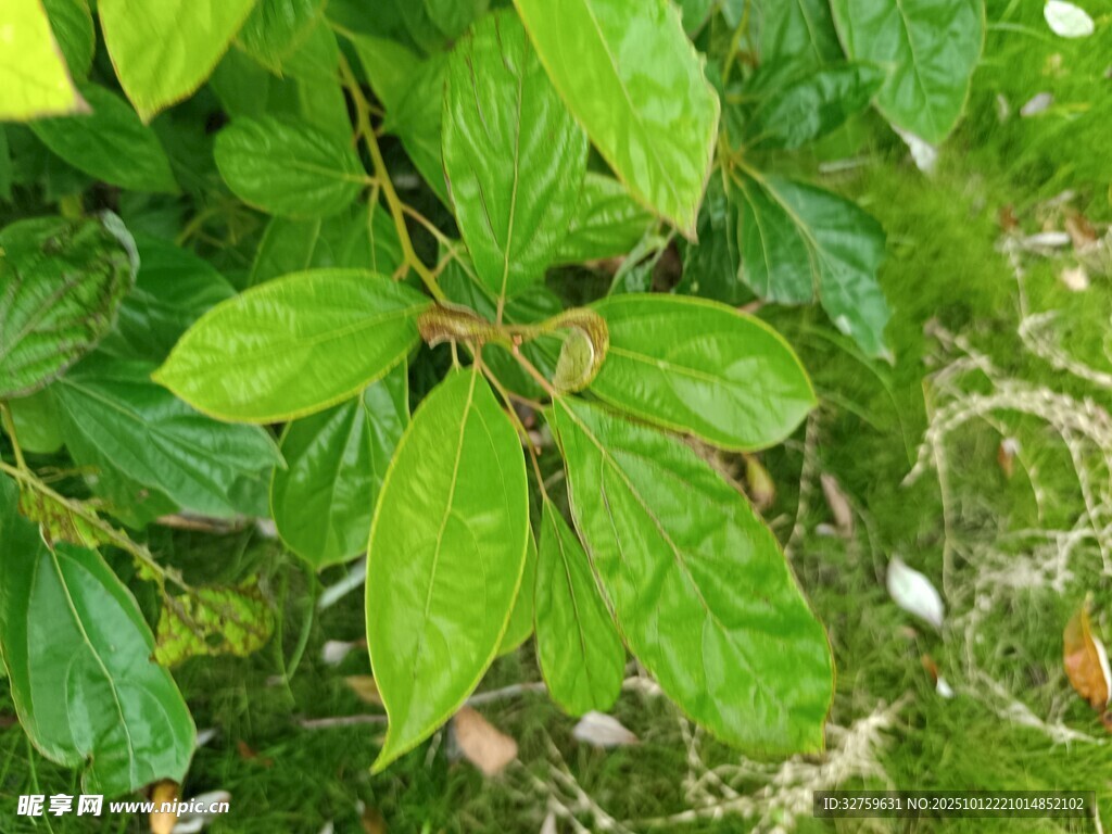 翠绿枝叶生机盎然