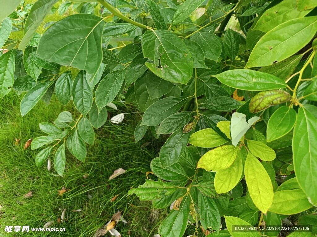 绿叶繁茂的植物景观