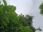 仰视繁茂绿树