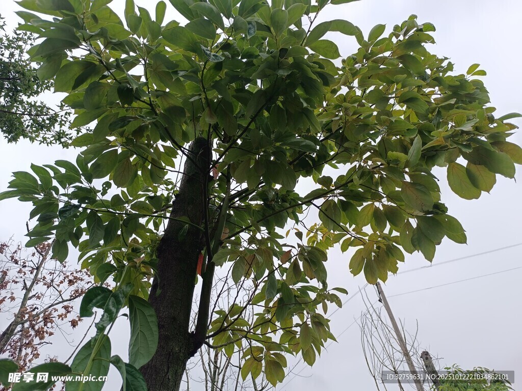 绿叶繁茂的树木
