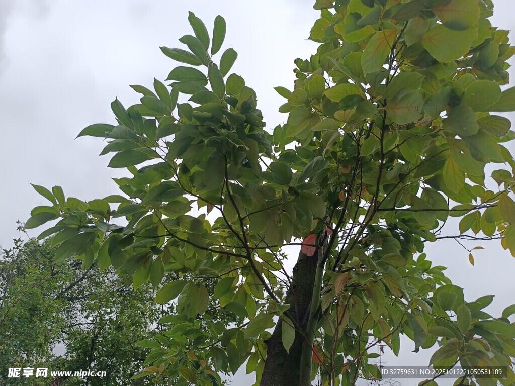 绿叶繁茂的树木