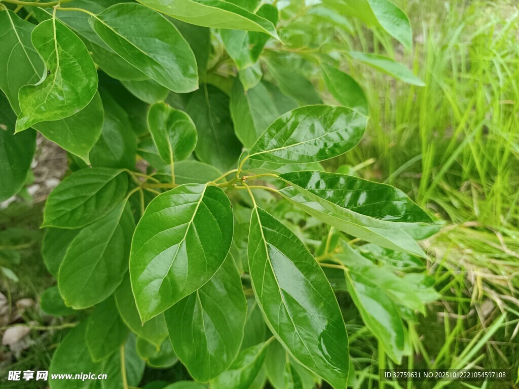 翠绿叶片与青草的自然景致