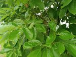 翠绿繁茂的树叶特写