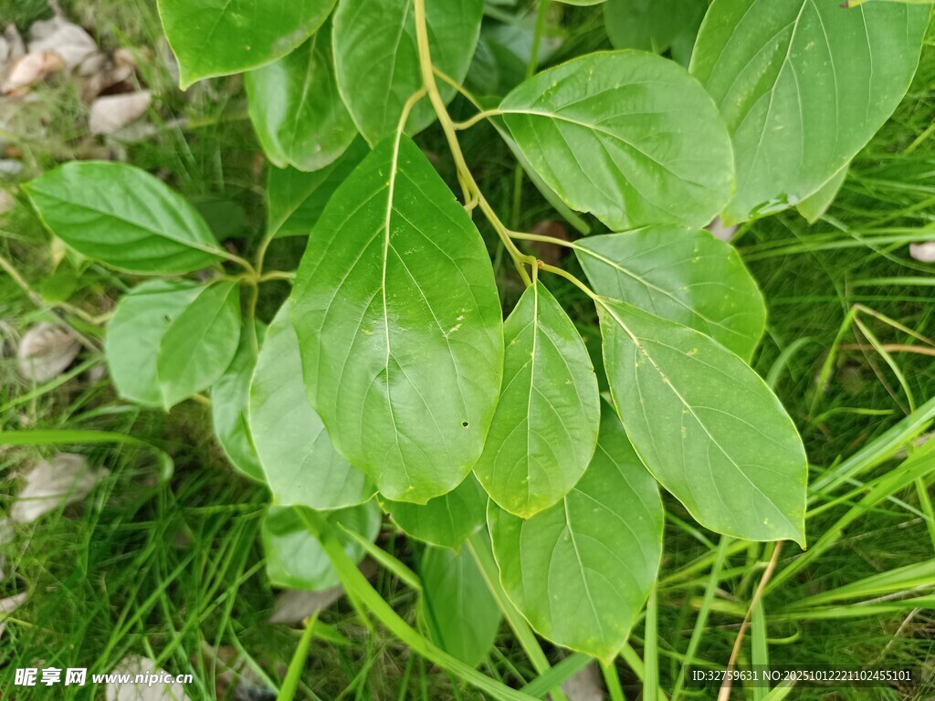 翠绿叶片的植物特写