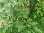 绿叶繁茂的植物景象