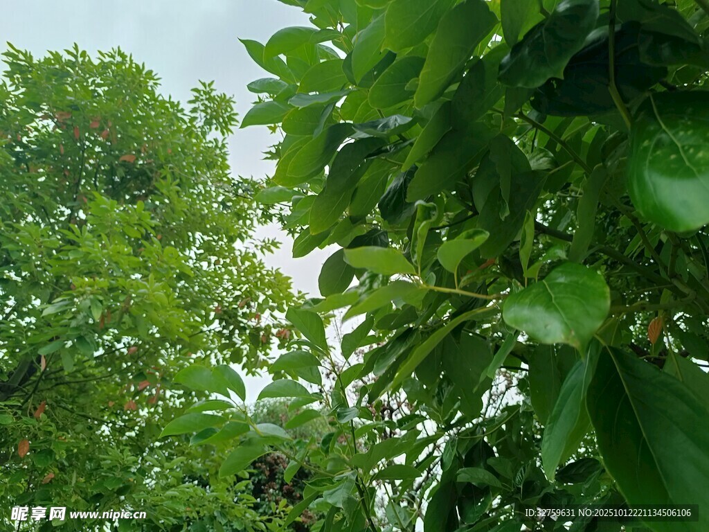繁茂绿意中的清新自然景象