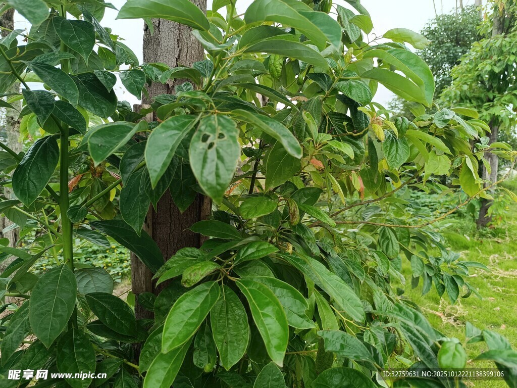 绿叶繁茂的攀缘植物