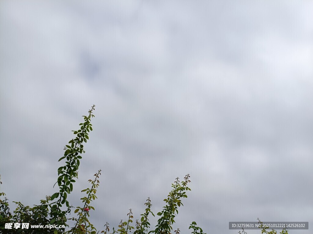 天空下的绿植