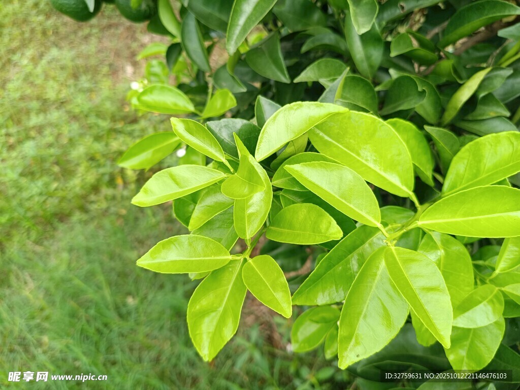 翠绿生机盎然的植物叶片