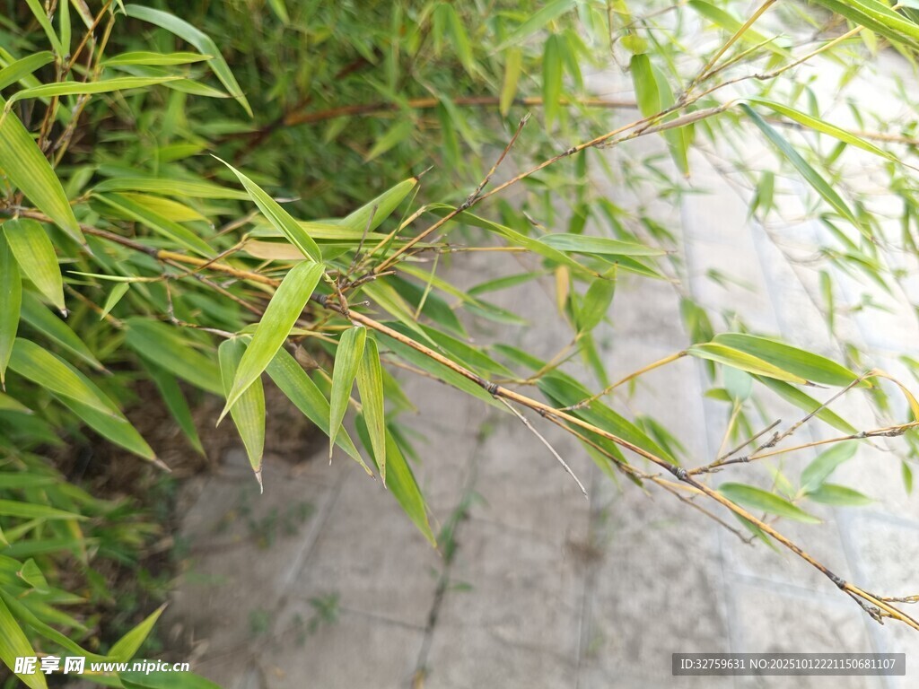 翠绿竹叶倚于石旁