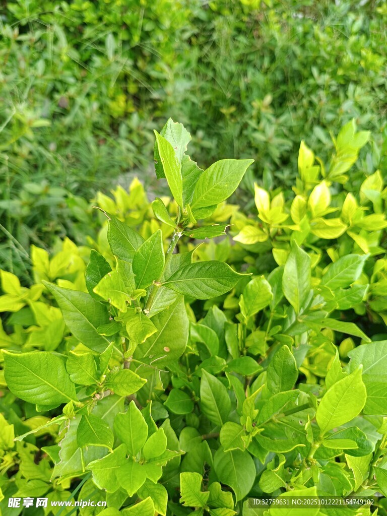 翠绿繁茂的生机植物