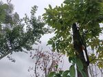户外绿植景观