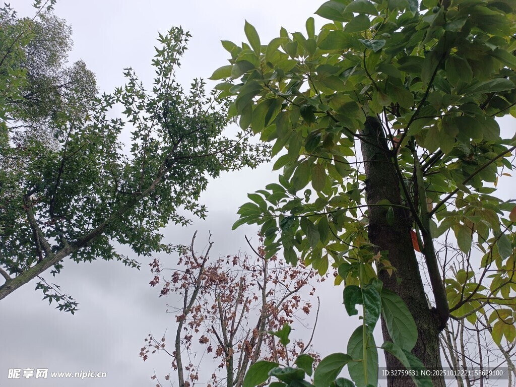 户外绿植景观