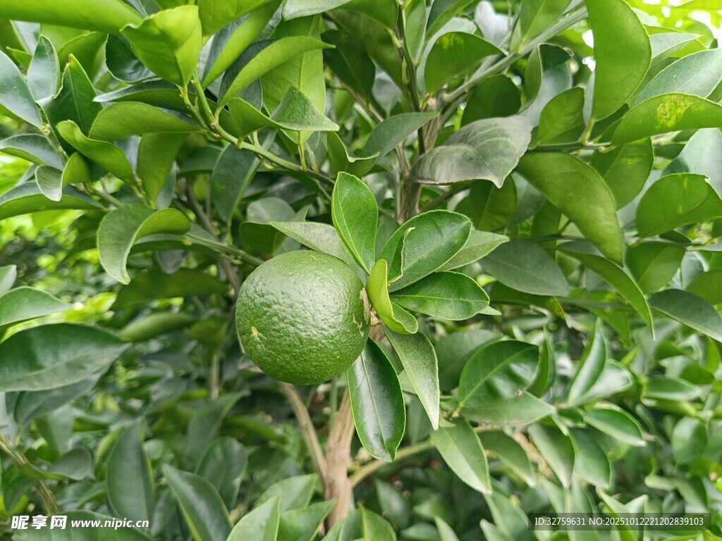枝头青果 