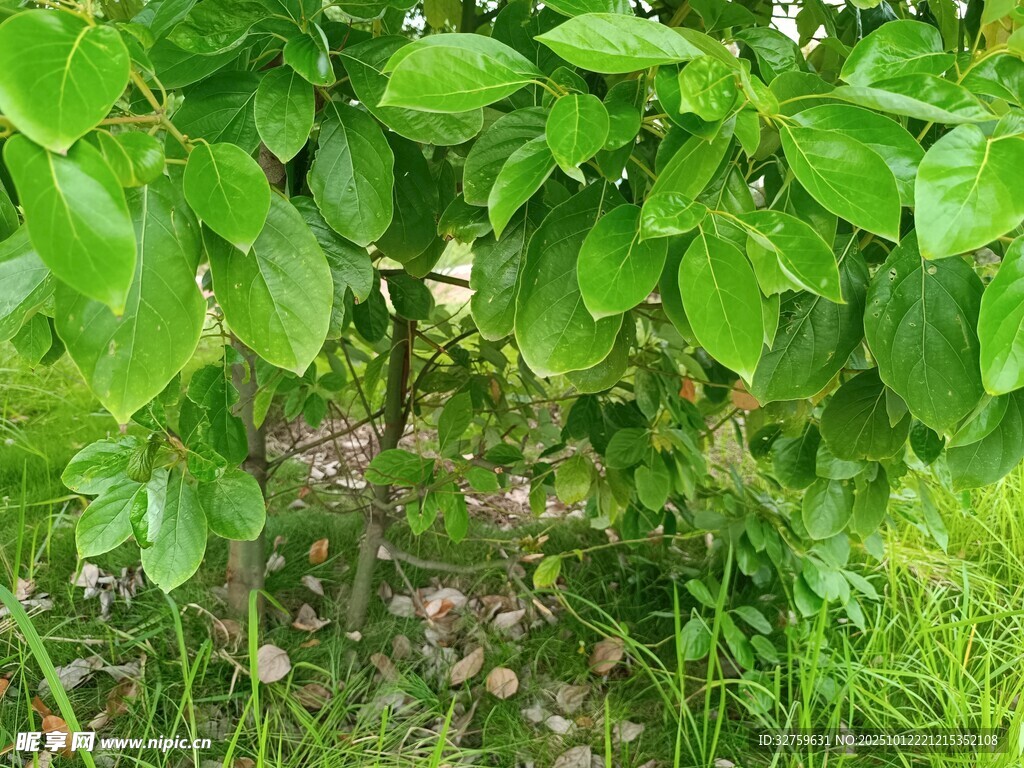 绿叶繁花的自然景致
